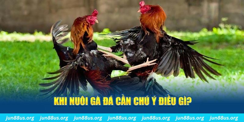jum88 T1 Điện Tử