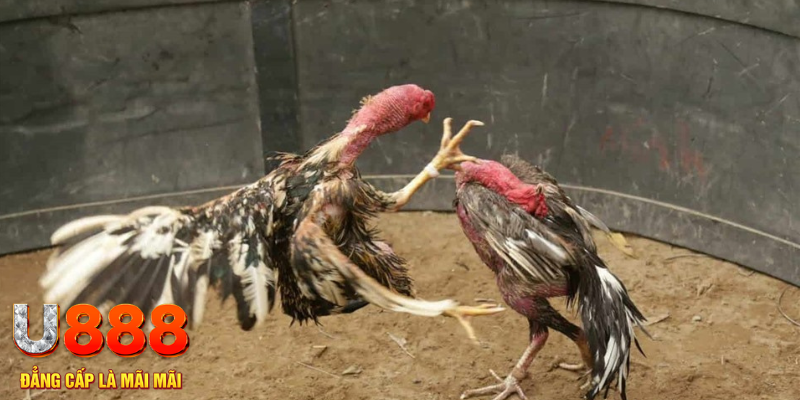 jum88 Sự lôi kéo mét